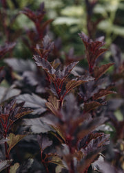 Physocarpus Physocarpus Tiny Wine, 3L
