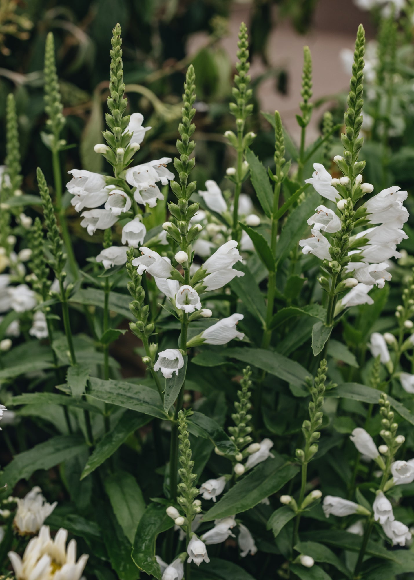 Physostegia Physostegia virginiana Crystal Peak White 2L