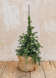 Picea glauca Little Nordic, 3L 
