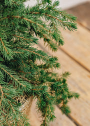 Picea Picea glauca Little Nordic, 3L 