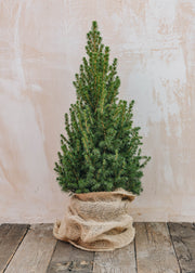 Picea glauca December