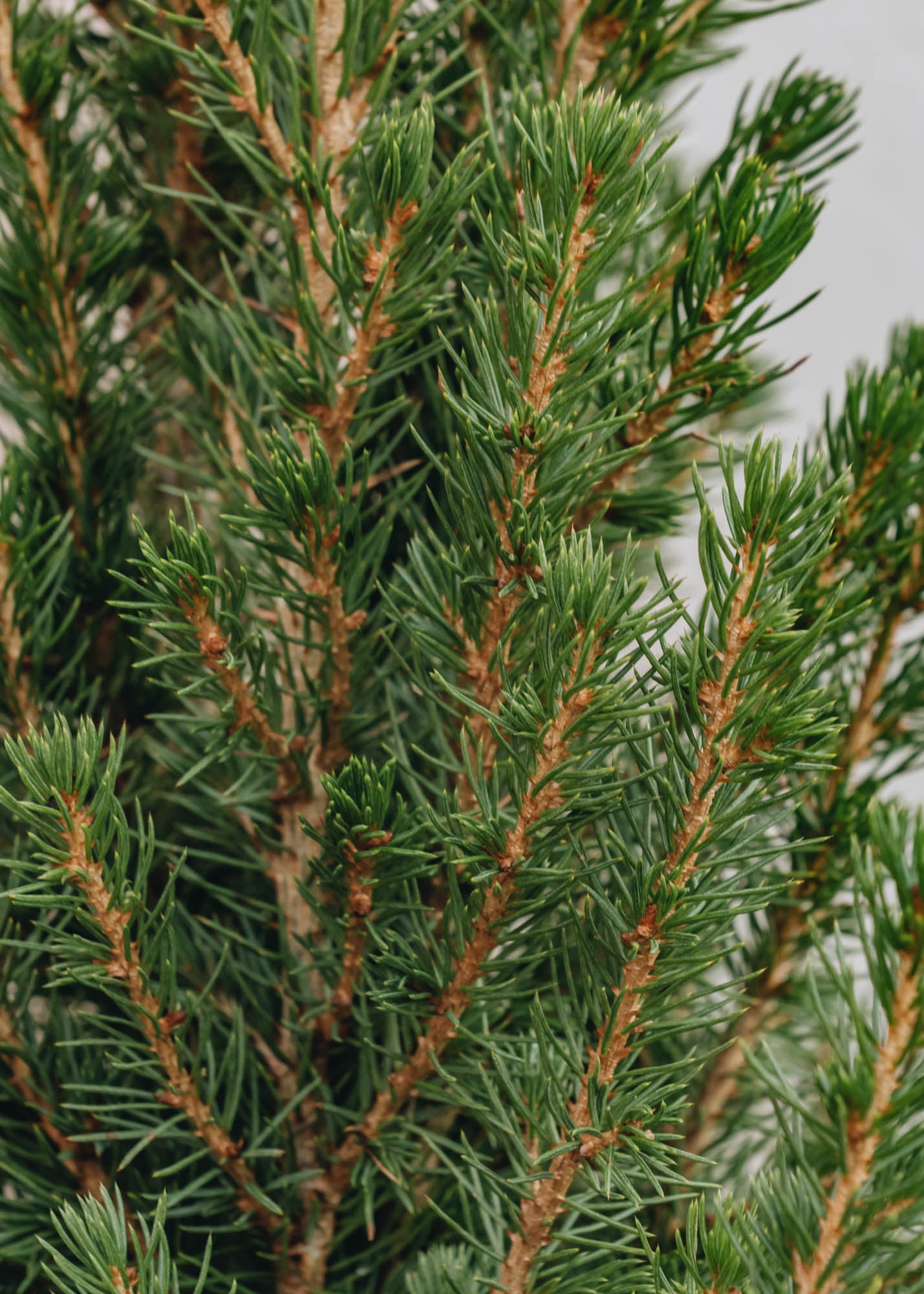 Picea Picea glauca December