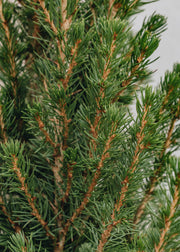 Picea Picea glauca December