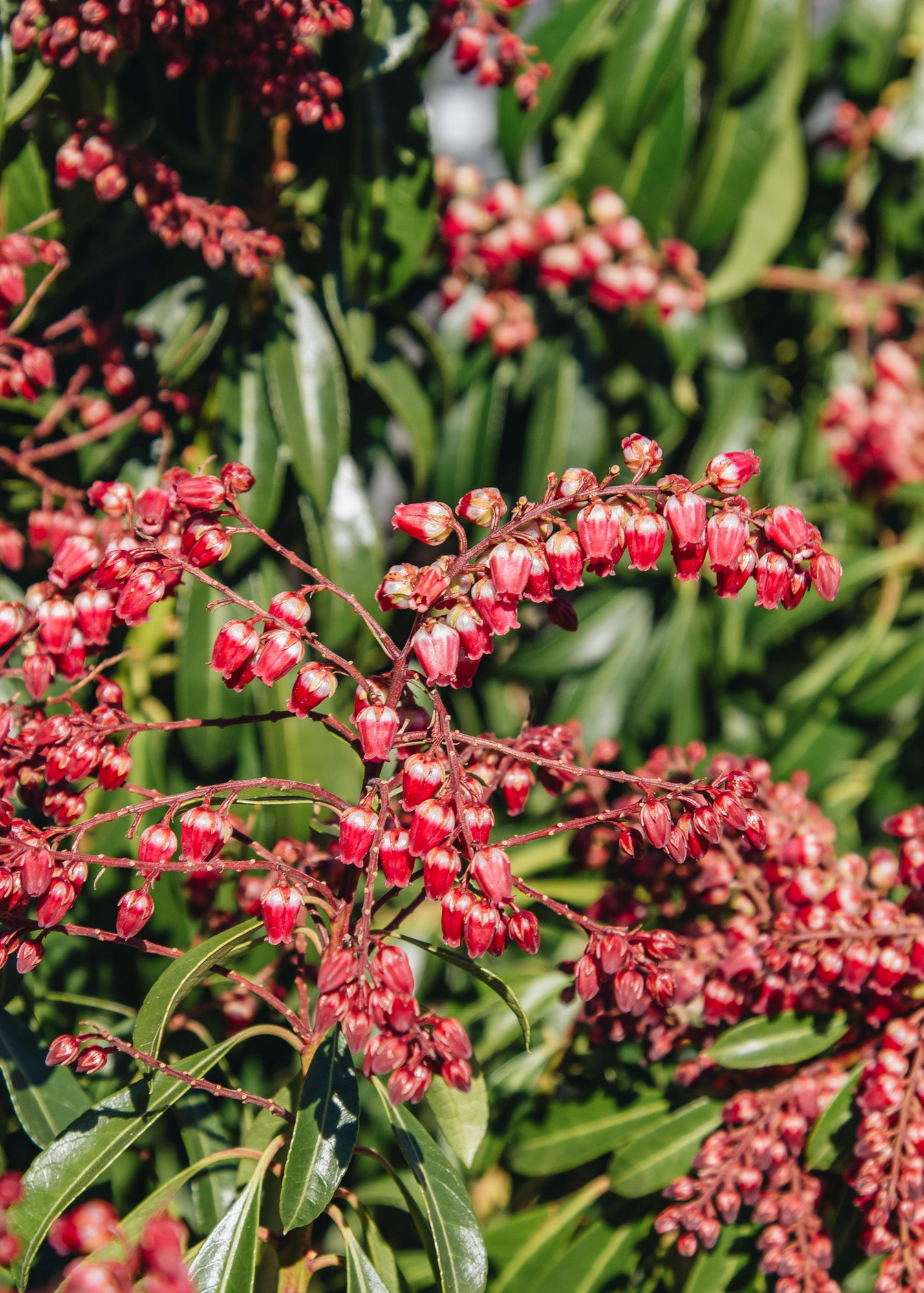 Laurus Nobilis Pieris japonica Passion