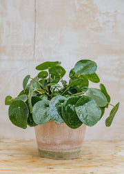 Pilea peperomioides, 17cm
