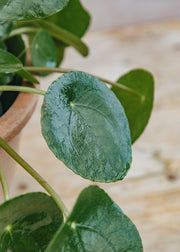 Houseplants Pilea peperomioides, 17cm