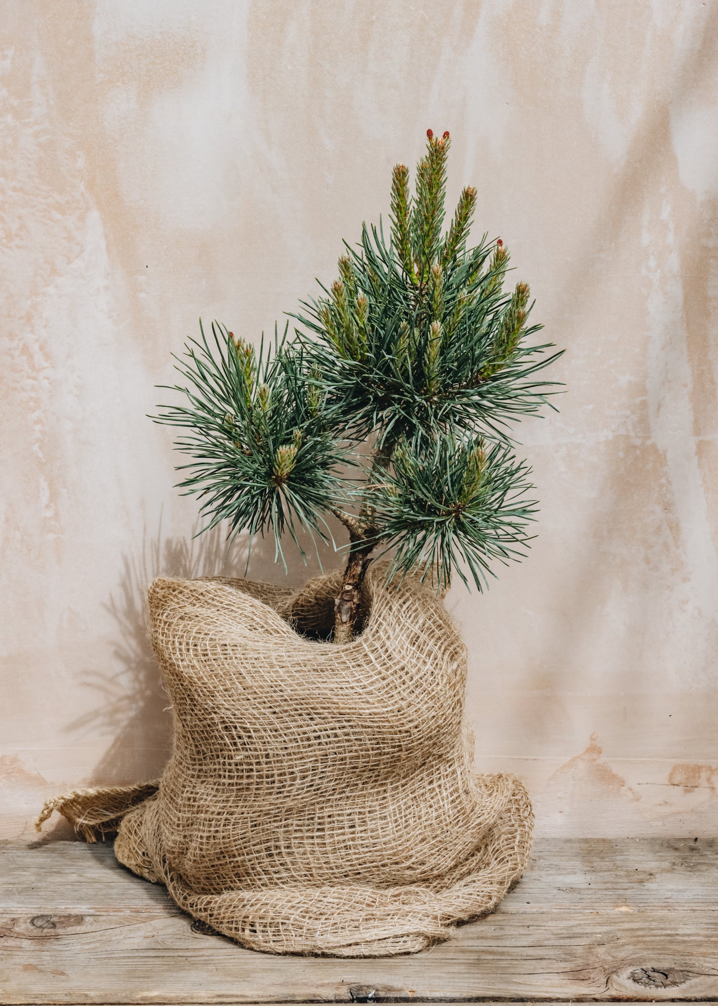 Pinus syl. Frensham