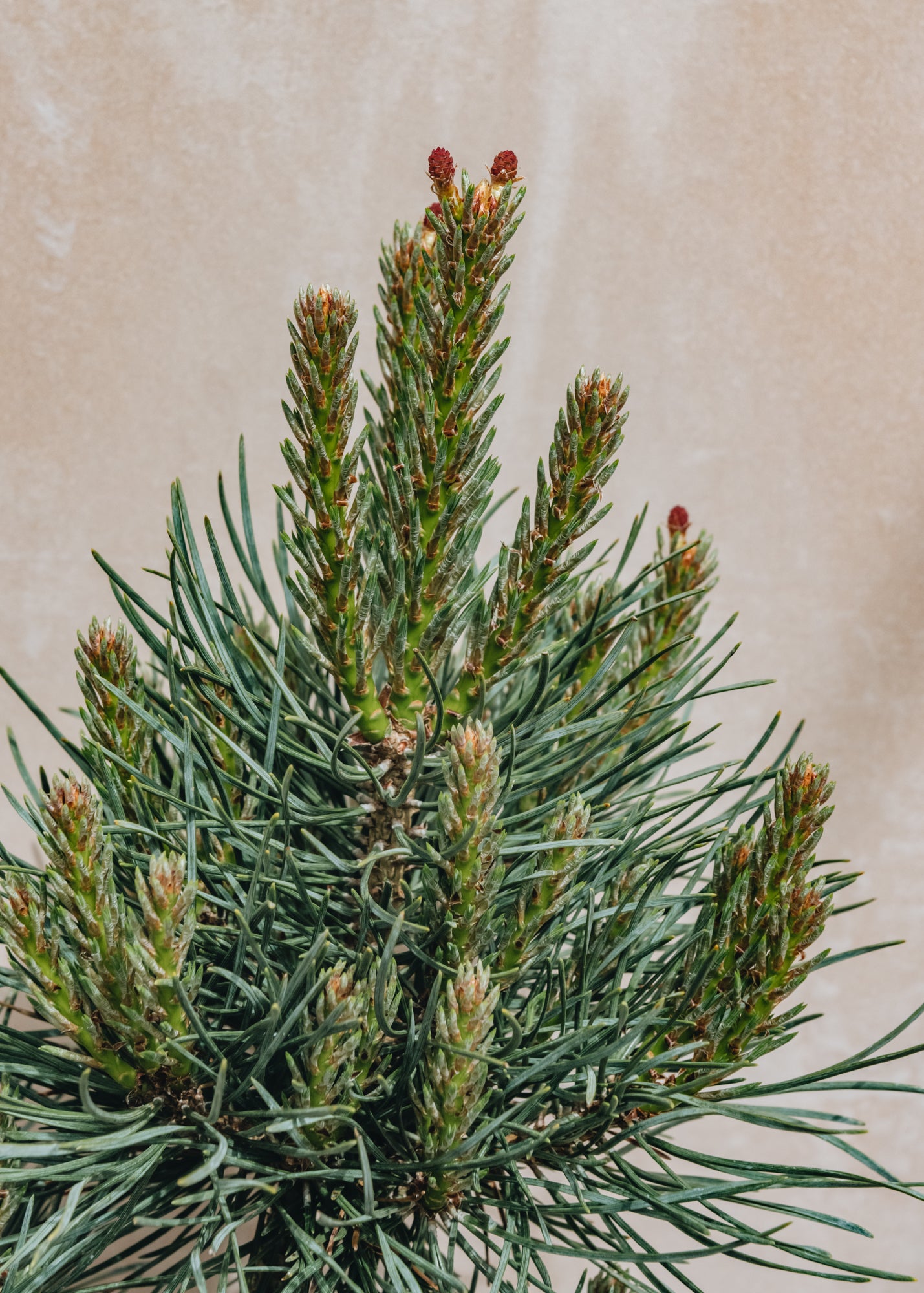 Pinus syl. Frensham