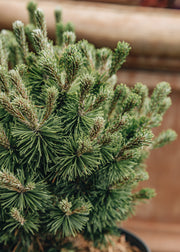 Pinus Mugo ‘Mops’, 7L