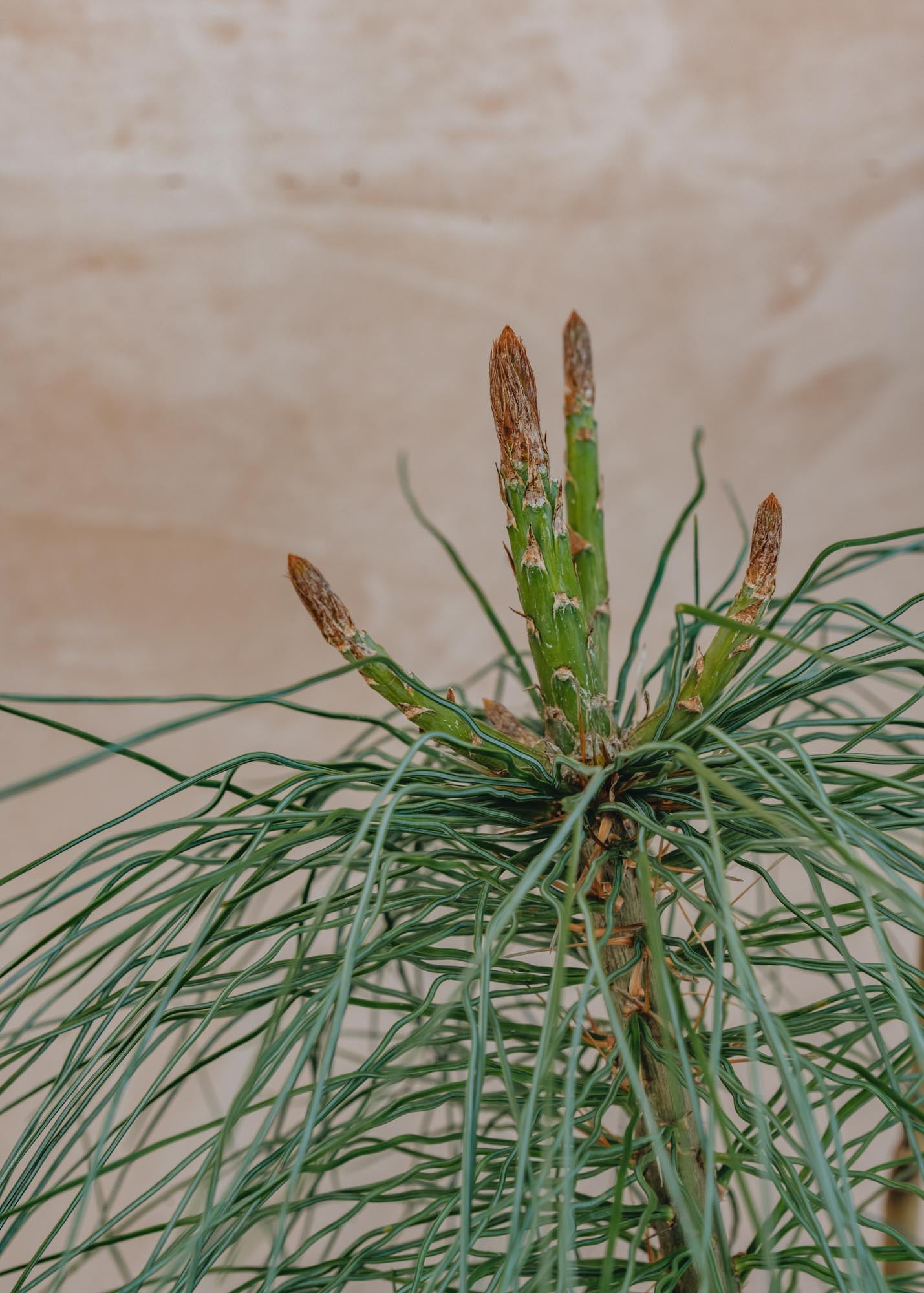 Pinus wallichiana 7L