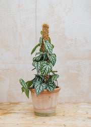 Piper Salvaticum on Moss Pole, 16cm