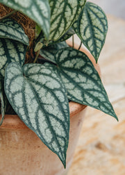 Houseplants Piper Salvaticum on Moss Pole, 16cm