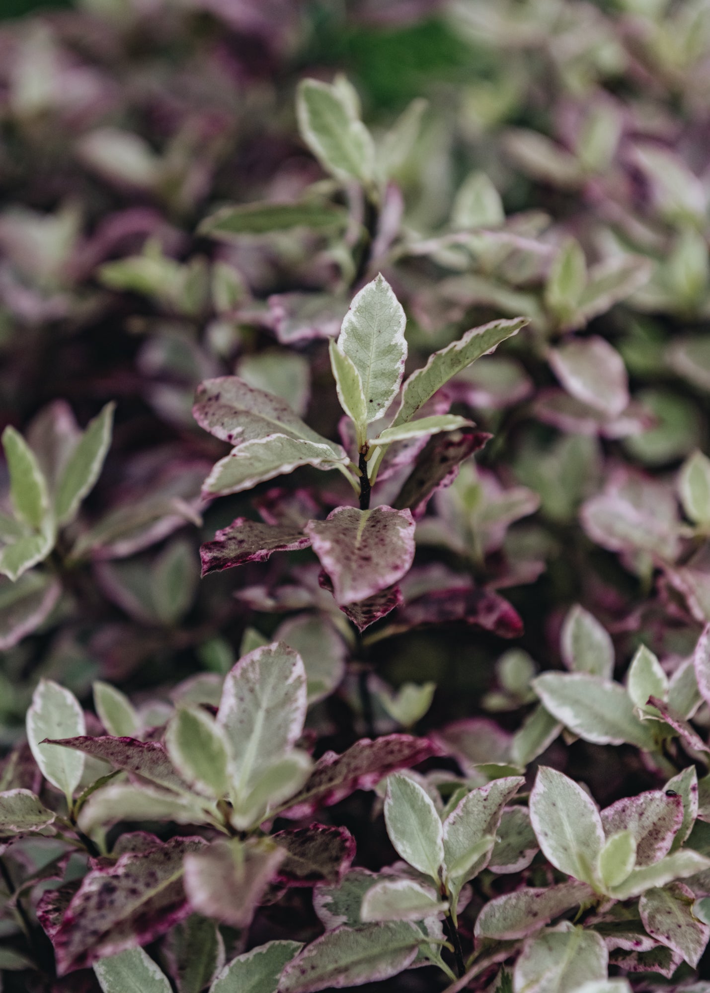 Pittosporum Pittospornum Bannow Bay