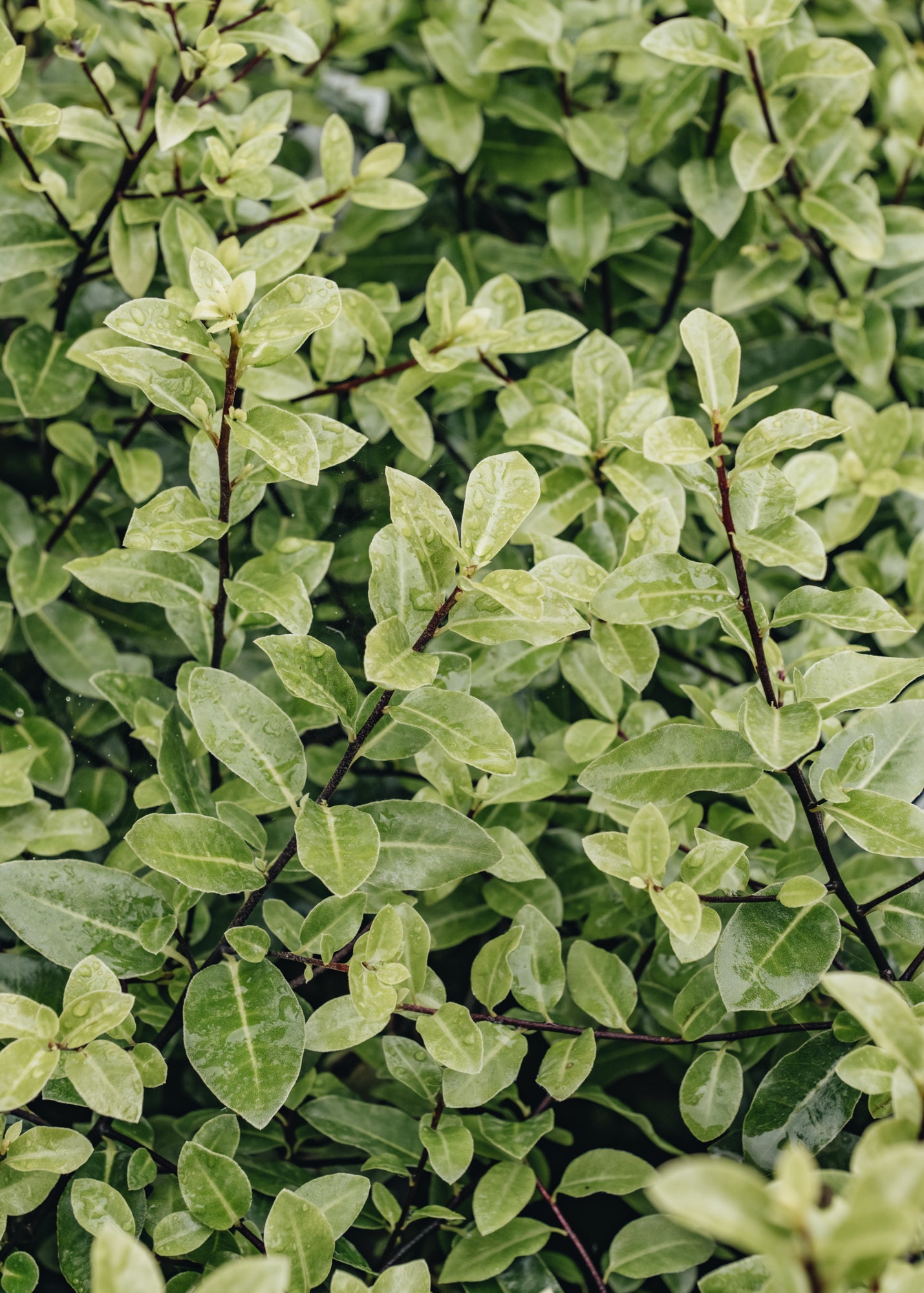 Laurus Nobilis Pittosporum tenuifolium Golf Ball, 2/3L