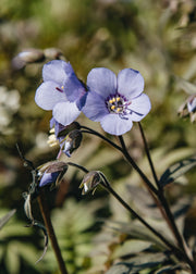 Olearia Polemonium 'Heaven Scent', 1L