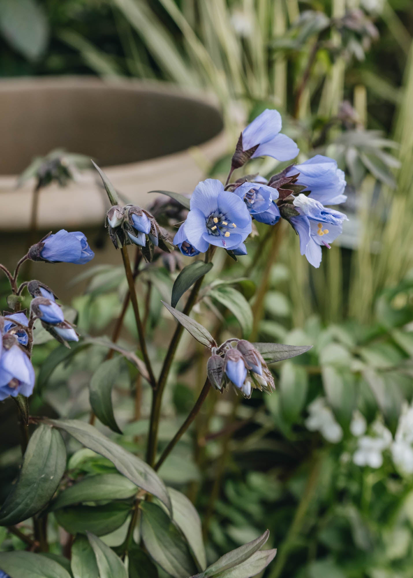 Echinacea Polemonium Heaven Scent