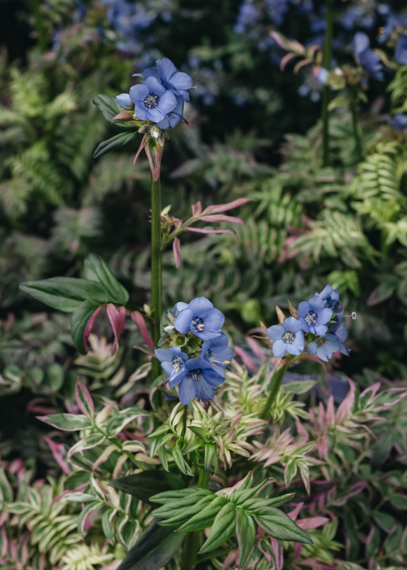 Echinacea Polemonium Kaleidoscope