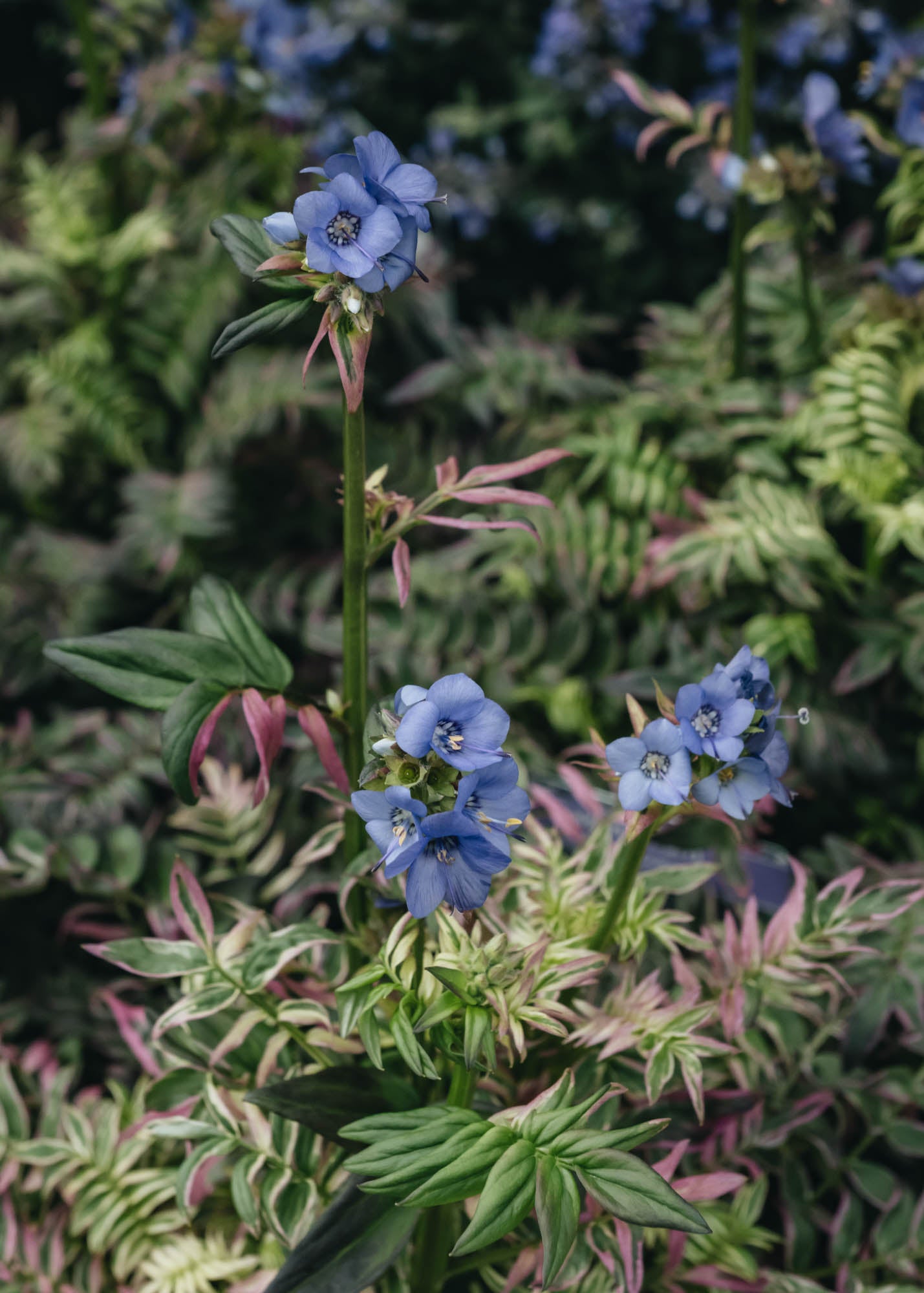 Polemonium Kaleidoscope