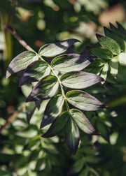 Polemonium Polemonium 'Violet Heart', 5L