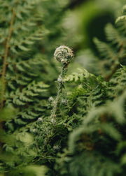 Polystichum Polystichum setiferum 'Herrenhausen', 5L