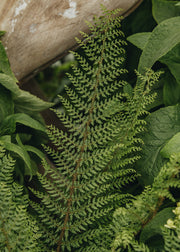 Polystichum setiferum 'Herrenhausen', 5L