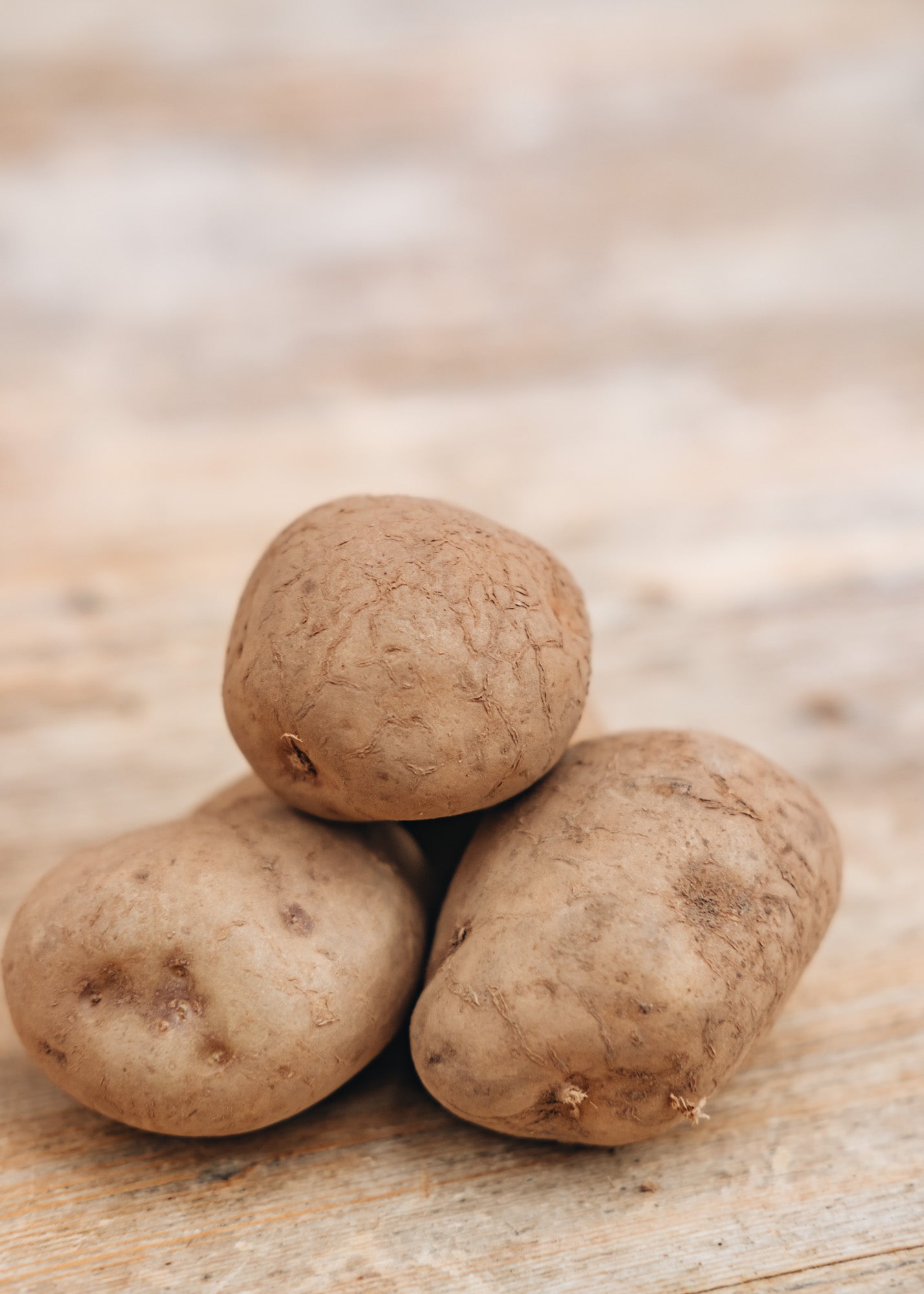 Taylors Bulbs Seed Potato 'Record', 2kg