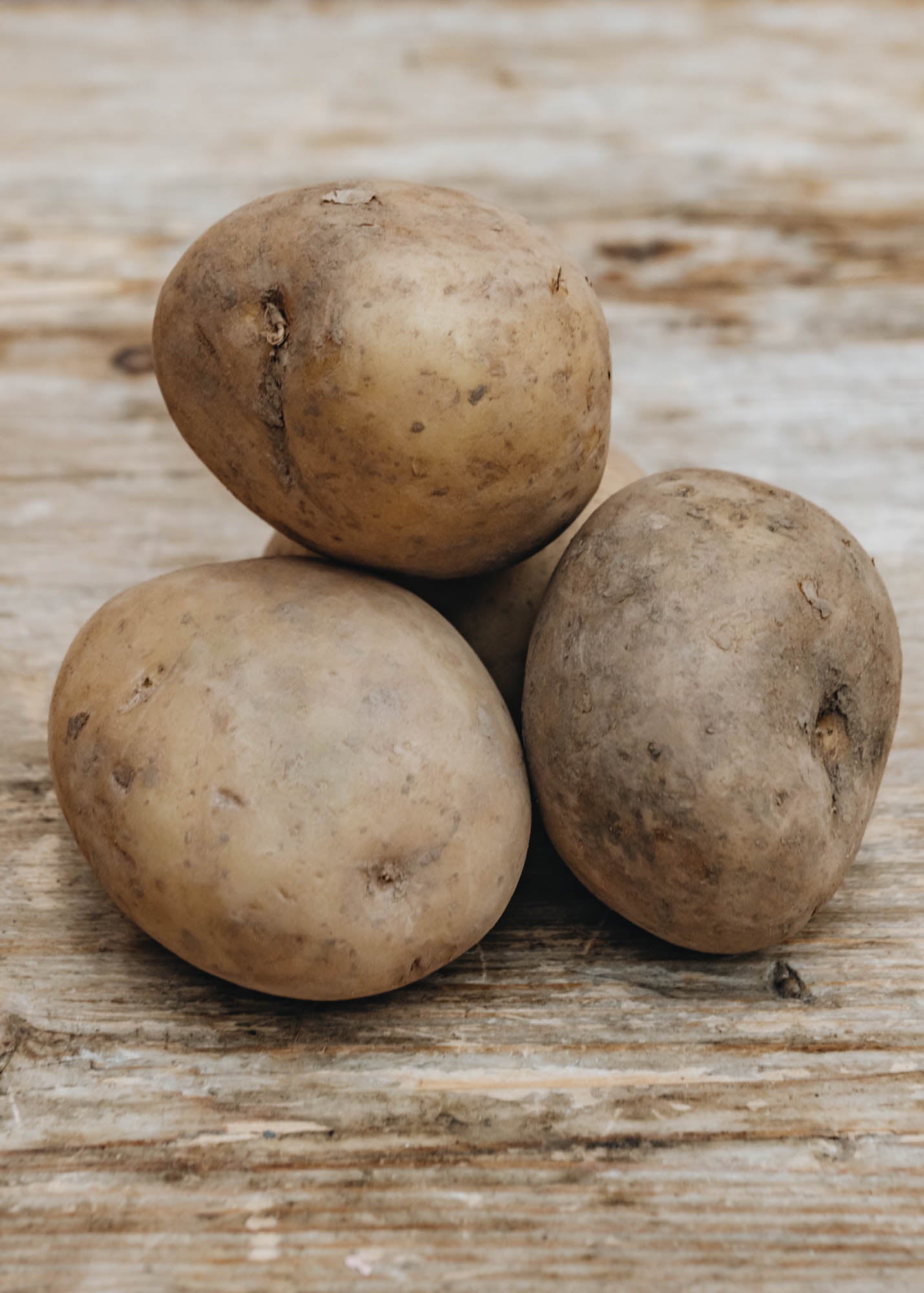 Taylors Bulbs Seed Potato 'Winston’, 2kg