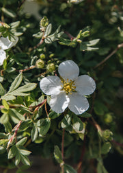 Potentilla Potentilla fruticosa 'Abbotswood', 3L
