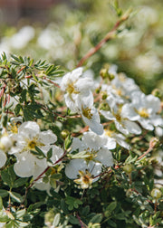 Potentilla Potentilla fruticosa 'Abbotswood', 3L