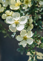 Potentilla Potentilla fruiticosa Cream’Issima, 3L 