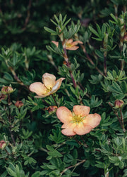 Potentilla Double Punch Peach