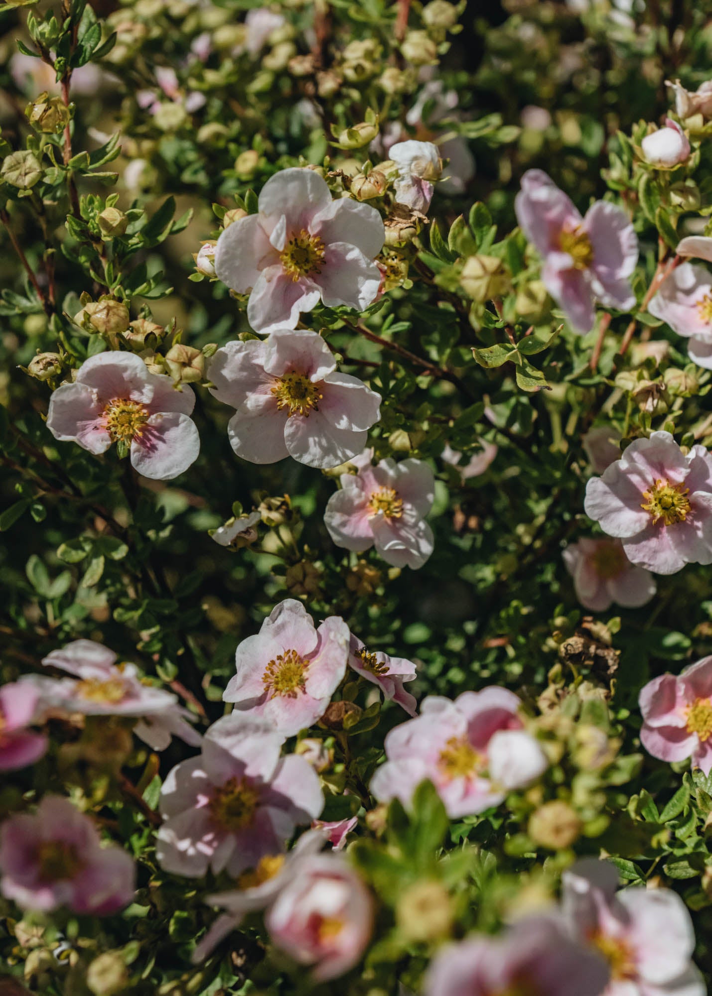 Potentilla Potentilla Pink Queen 10L