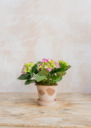 Potted Pink Hydrangea with Saucer