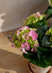 Burford Garden Co. Potted Pink Hydrangea with Saucer