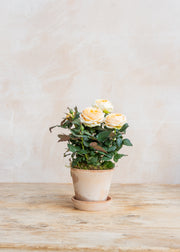 Potted Peach Rosa Belami with Saucer