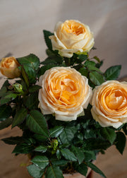 Burford Garden Co. Potted Peach Rosa Belami with Saucer