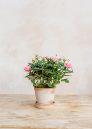 Potted Pink Rosa Esmeralda with Saucer