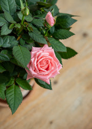 Burford Garden Co. Potted Pink Rosa Esmeralda with Saucer