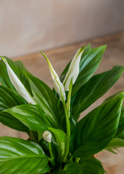 Burford Garden Co. Potted Spathiphyllum Pearl