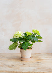 Potted White Hydrangea with Saucer