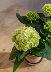 Burford Garden Co. Potted White Hydrangea with Saucer