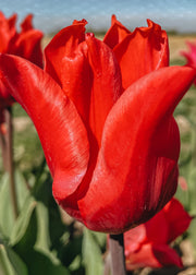 Tulipa Pretty Woman Bulbs
