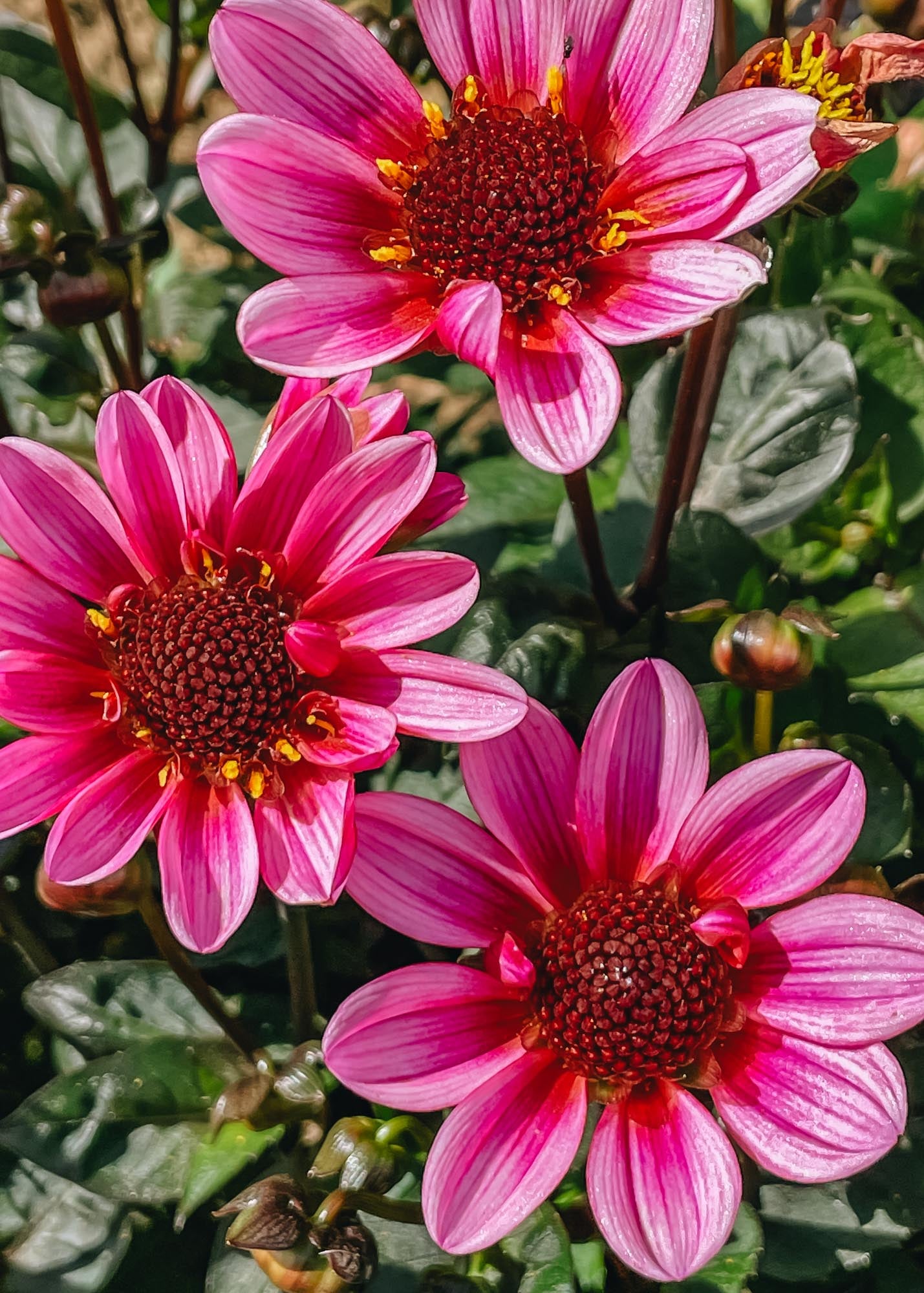 Taylors Bulbs Dahlia 'Pretty Woman' Tubers