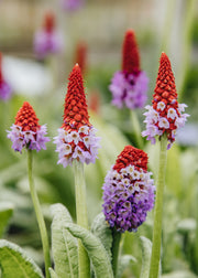 Primula ‘Vialii’, 2L