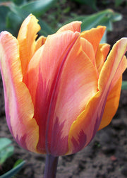 Taylors Bulbs Tulipa 'Princess Irene' Bulbs, pack of ten