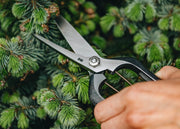 Niwaki Barracuda Pro Snips