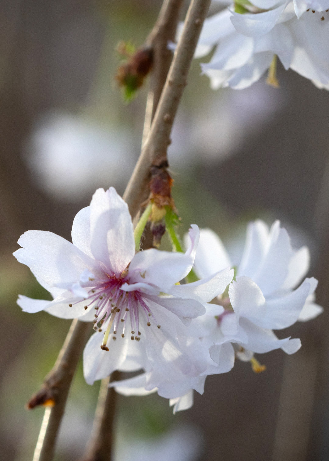 Frank P. Matthews Prunus Crystal Falls, 12L