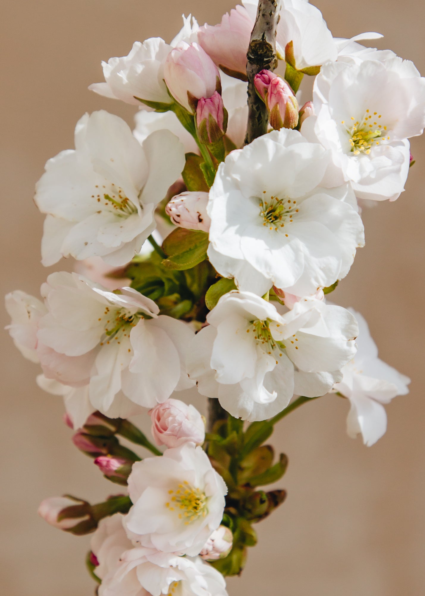 Prunus Prunus Amanogawa, 15L