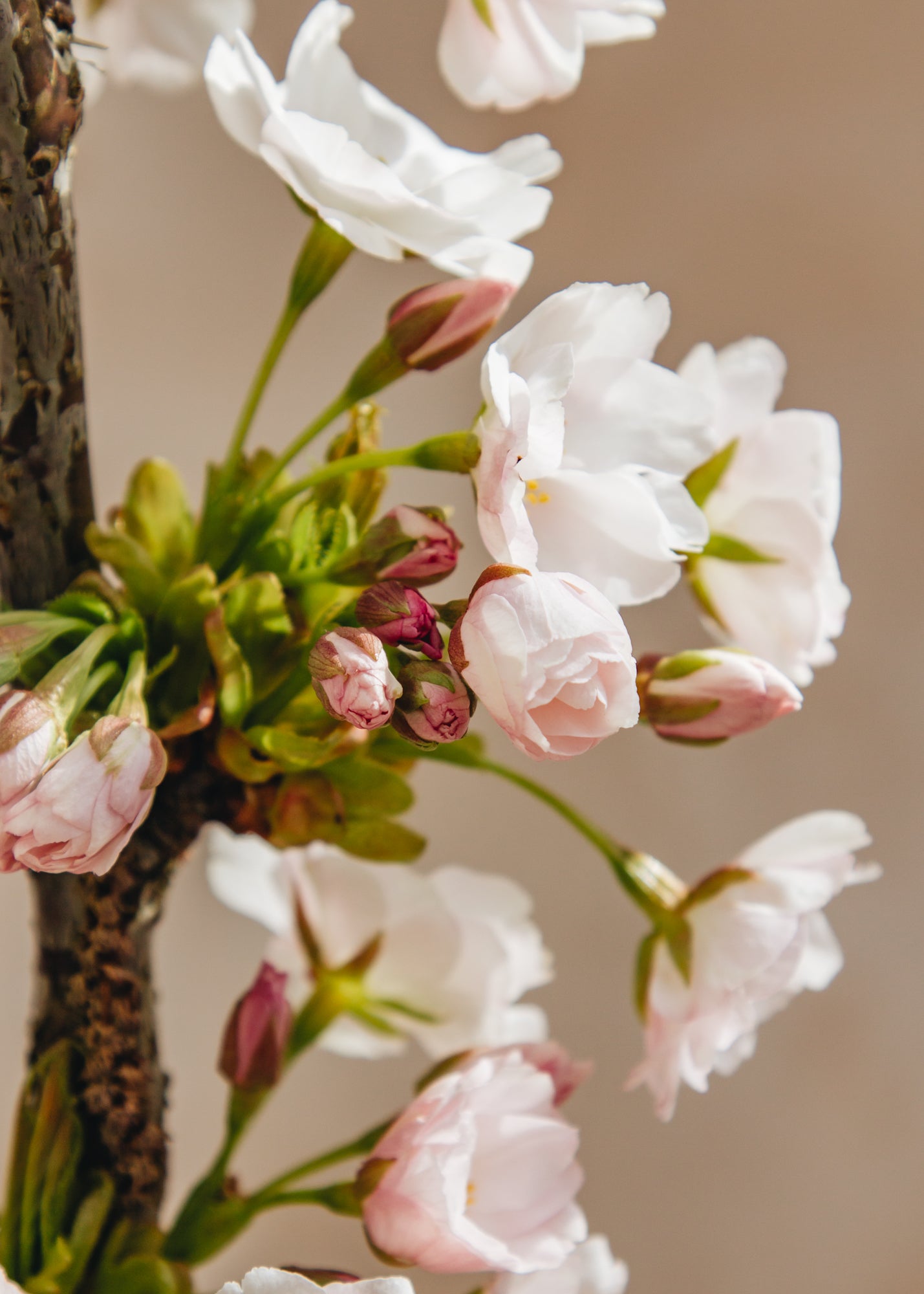 Prunus Prunus Amanogawa, 15L