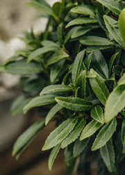 Anemone Prunus laurocerasus 'Filigrow Sofia', 15L